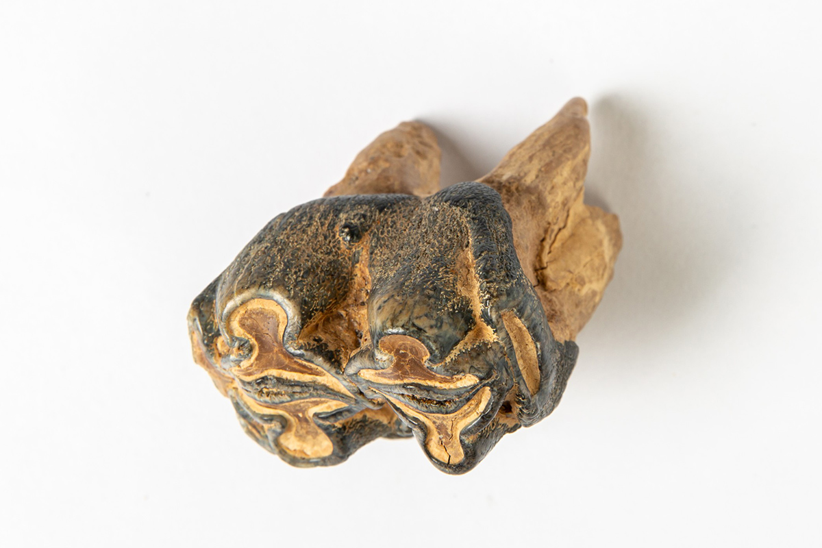 Reiss-Engelhorn-Museen